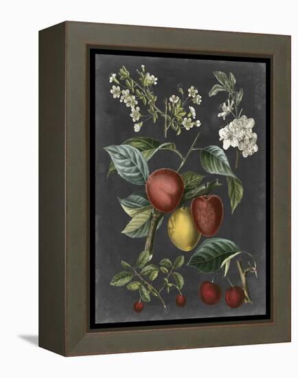 Orchard Varieties III-Vision Studio-Framed Stretched Canvas