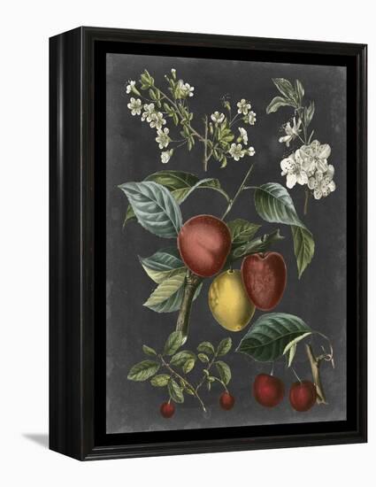 Orchard Varieties III-Vision Studio-Framed Stretched Canvas