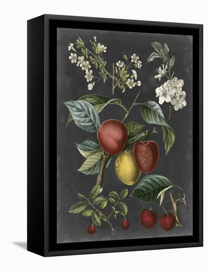 Orchard Varieties III-Vision Studio-Framed Stretched Canvas