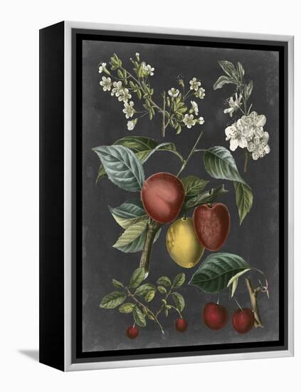 Orchard Varieties III-Vision Studio-Framed Stretched Canvas