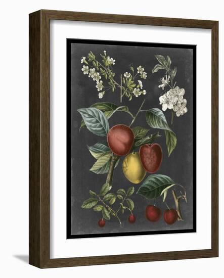 Orchard Varieties III-Vision Studio-Framed Art Print