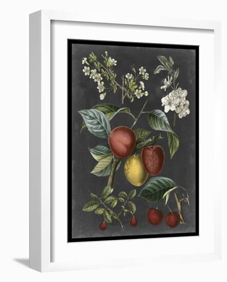 Orchard Varieties III-Vision Studio-Framed Art Print