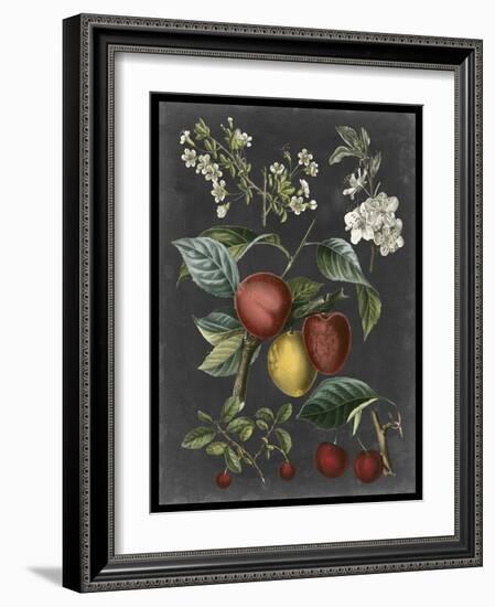 Orchard Varieties III-Vision Studio-Framed Art Print