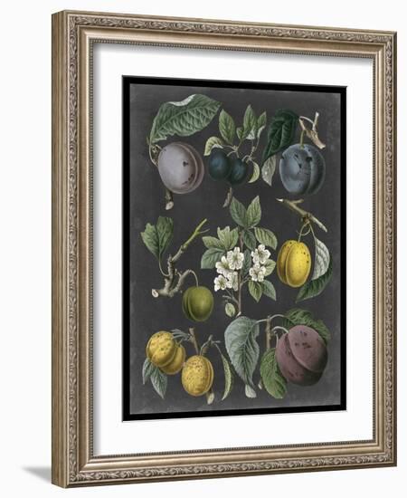 Orchard Varieties IV-Vision Studio-Framed Art Print