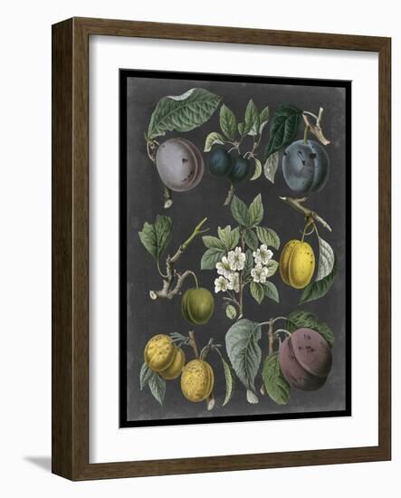 Orchard Varieties IV-Vision Studio-Framed Art Print