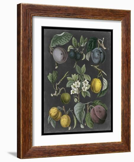 Orchard Varieties IV-Vision Studio-Framed Art Print