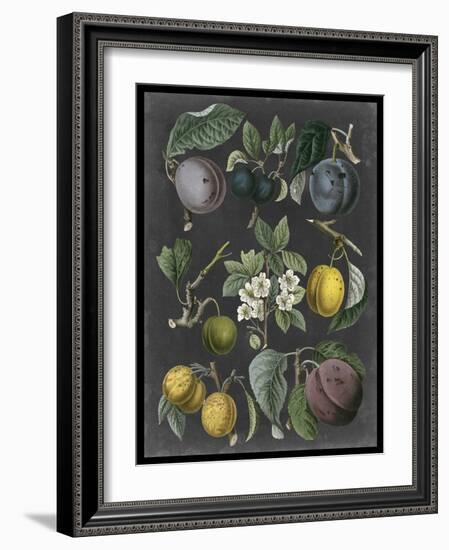 Orchard Varieties IV-Vision Studio-Framed Art Print