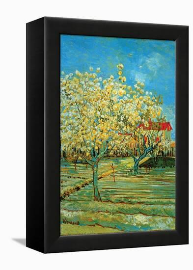 Orchard with Cypress by Van Gogh-Vincent van Gogh-Framed Stretched Canvas