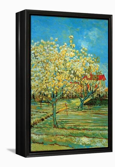 Orchard with Cypress by Van Gogh-Vincent van Gogh-Framed Stretched Canvas