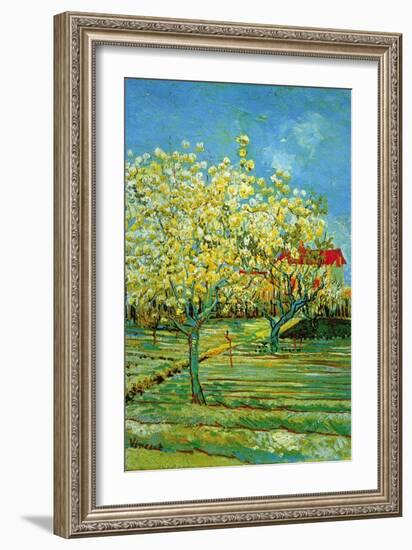 Orchard with Cypress-Vincent van Gogh-Framed Art Print