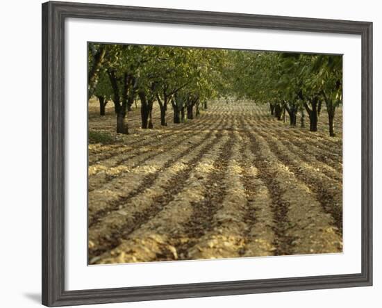 Orchard-Micha Pawlitzki-Framed Photographic Print