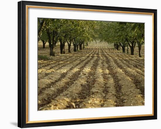 Orchard-Micha Pawlitzki-Framed Photographic Print