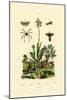 Orchid, 1833-39-null-Mounted Giclee Print
