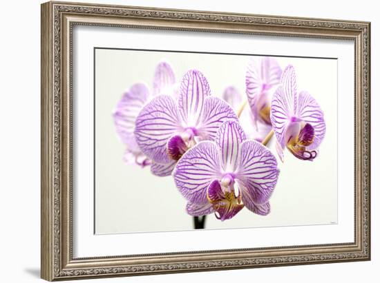 Orchid-2017-31-Gordon Semmens-Framed Giclee Print