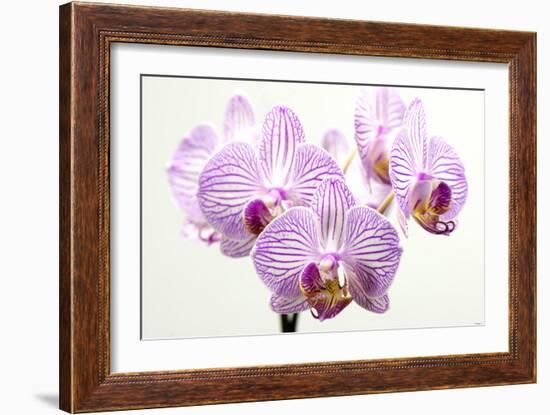 Orchid-2017-31-Gordon Semmens-Framed Giclee Print