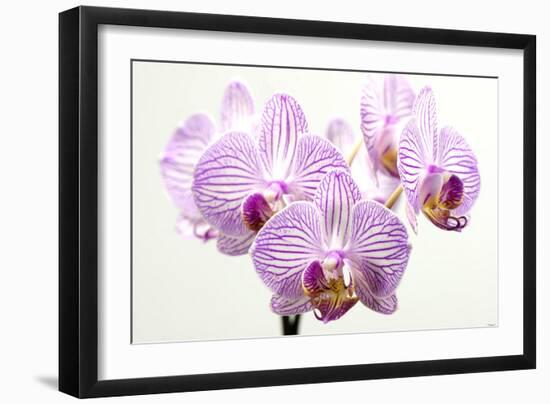 Orchid-2017-31-Gordon Semmens-Framed Giclee Print