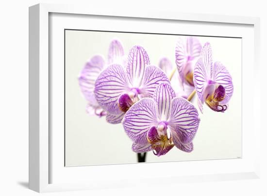 Orchid-2017-31-Gordon Semmens-Framed Giclee Print