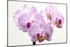 Orchid-2017-31-Gordon Semmens-Mounted Giclee Print