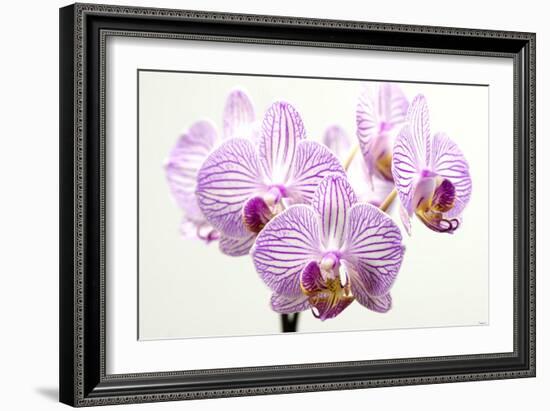 Orchid-2017-31-Gordon Semmens-Framed Giclee Print