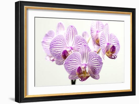 Orchid-2017-31-Gordon Semmens-Framed Giclee Print