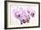 Orchid-2017-31-Gordon Semmens-Framed Giclee Print