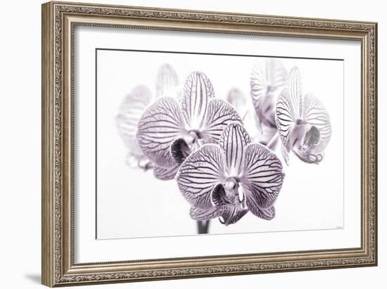 Orchid-2017-31bw-Gordon Semmens-Framed Giclee Print