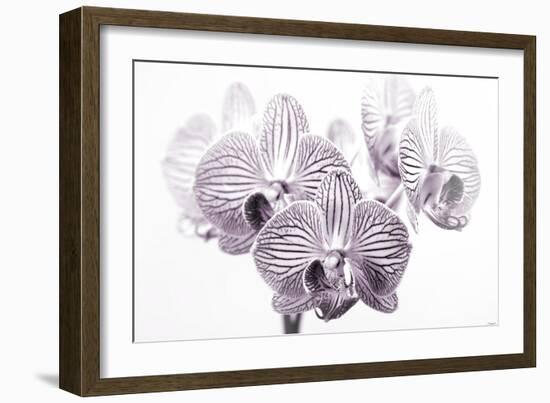 Orchid-2017-31bw-Gordon Semmens-Framed Giclee Print