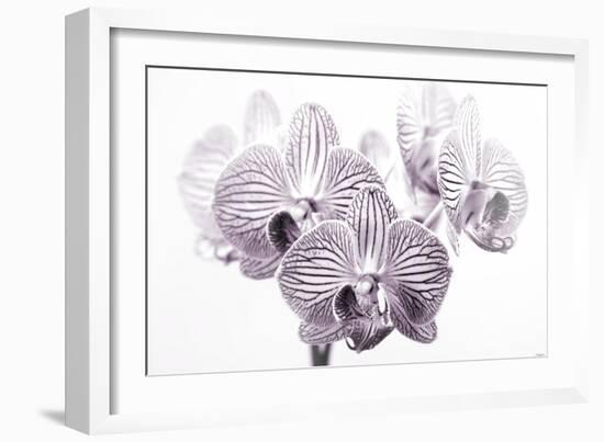 Orchid-2017-31bw-Gordon Semmens-Framed Giclee Print