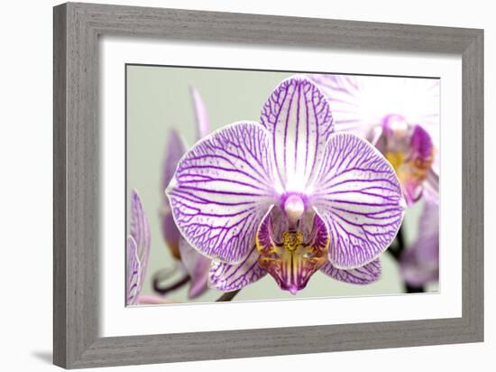 Orchid-2017-32-Gordon Semmens-Framed Giclee Print