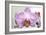 Orchid-2017-32-Gordon Semmens-Framed Giclee Print