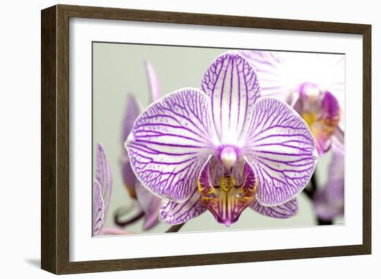 Orchid-2017-32-Gordon Semmens-Framed Giclee Print