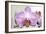 Orchid-2017-32-Gordon Semmens-Framed Giclee Print