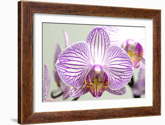 Orchid-2017-32-Gordon Semmens-Framed Giclee Print