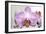 Orchid-2017-32-Gordon Semmens-Framed Giclee Print