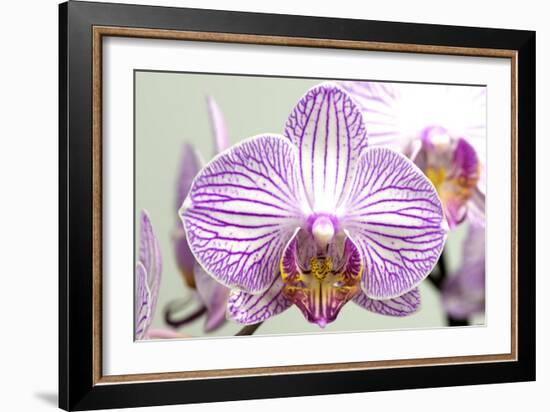 Orchid-2017-32-Gordon Semmens-Framed Giclee Print