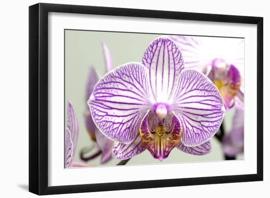 Orchid-2017-32-Gordon Semmens-Framed Giclee Print