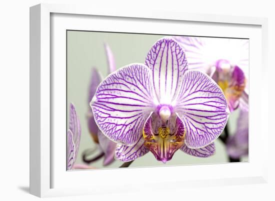 Orchid-2017-32-Gordon Semmens-Framed Giclee Print