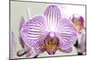 Orchid-2017-32-Gordon Semmens-Mounted Giclee Print