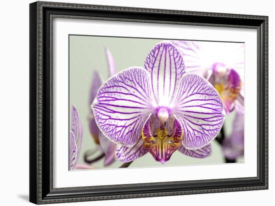 Orchid-2017-32-Gordon Semmens-Framed Giclee Print