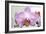 Orchid-2017-32-Gordon Semmens-Framed Giclee Print