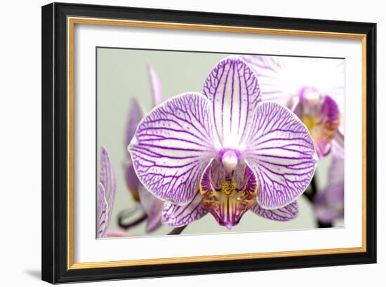 Orchid-2017-32-Gordon Semmens-Framed Giclee Print