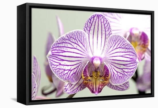 Orchid-2017-32-Gordon Semmens-Framed Premier Image Canvas