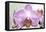 Orchid-2017-32-Gordon Semmens-Framed Premier Image Canvas