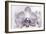 Orchid-2017-32bw-Gordon Semmens-Framed Giclee Print