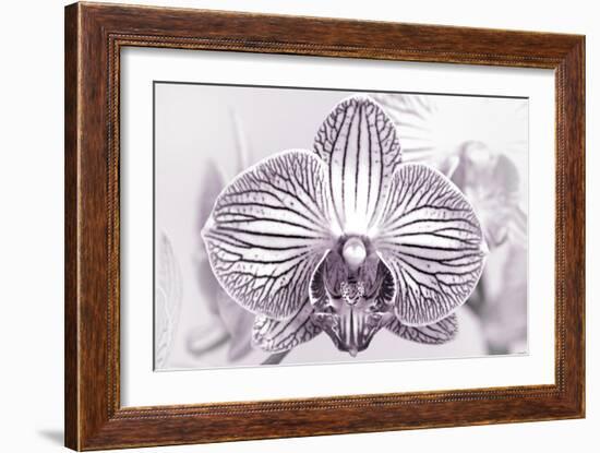 Orchid-2017-32bw-Gordon Semmens-Framed Giclee Print