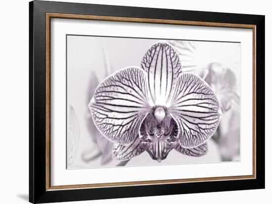 Orchid-2017-32bw-Gordon Semmens-Framed Giclee Print