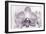 Orchid-2017-32bw-Gordon Semmens-Framed Giclee Print