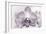 Orchid-2017-32bw-Gordon Semmens-Framed Giclee Print