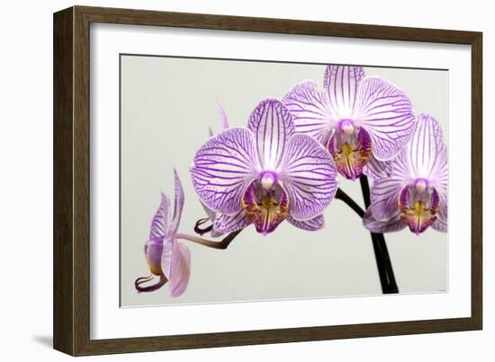 Orchid-2017-33-Gordon Semmens-Framed Giclee Print