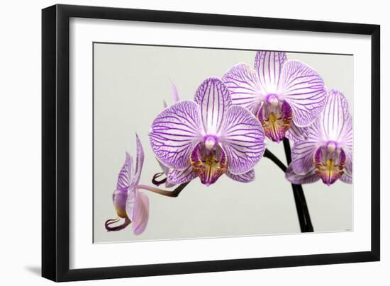 Orchid-2017-33-Gordon Semmens-Framed Giclee Print